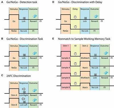 Probing Cortical Activity During Head-Fixed Behavior